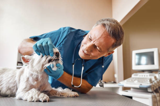 Best 24-Hour Emergency Dentist in Collierville, CA